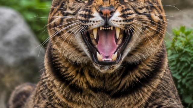 Fierce and Fabulous: The Strongest Cats Flaunting Their Fearsome Grins