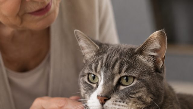 How Aging Cats Could Provide Insights on Human Neurodegenerative Diseases