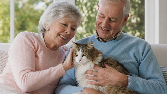 Exploring Cat Longevity: Insights for Healthy Aging in Seniors